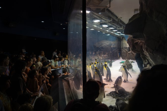 Spectators look on at penguin enclosure at Sea World