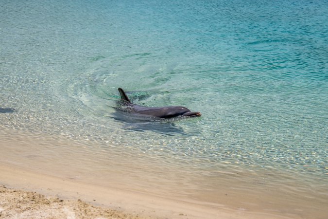 Dolphin enclosures at Sea World