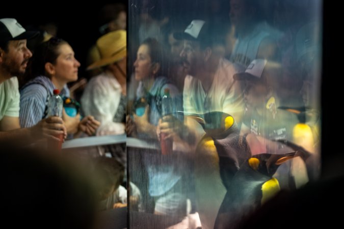 Spectators look on at penguin enclosure at Sea World