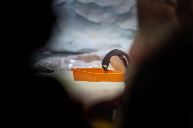Penguin enclosure at Sea World
