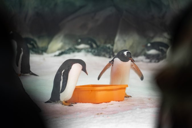 Penguin enclosure at Sea World