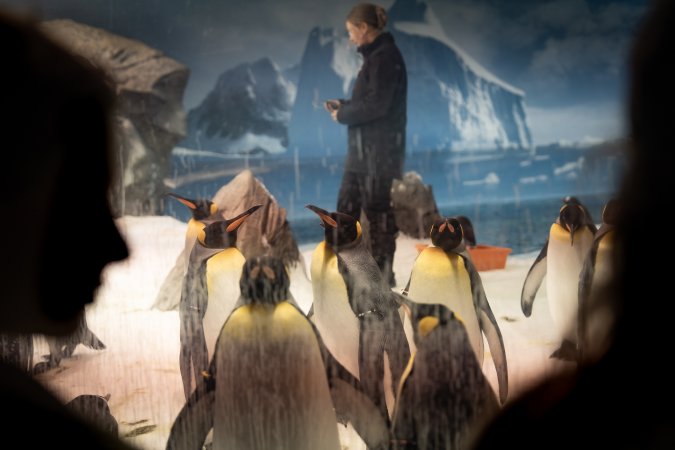 Spectators look on at penguin enclosure at Sea World
