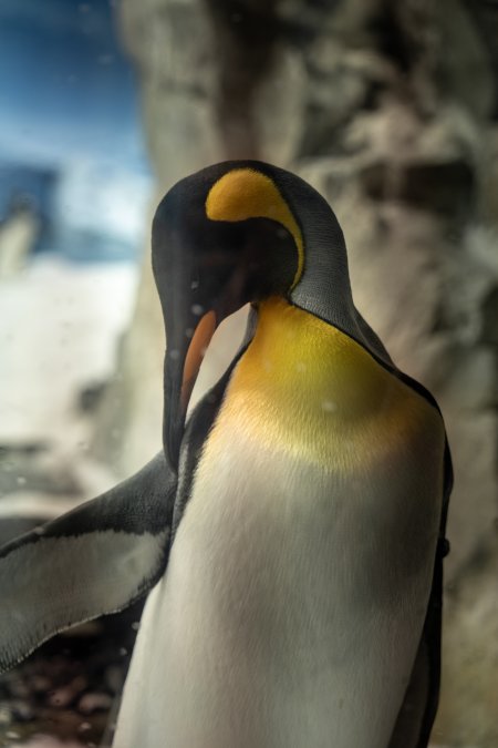 Penguin enclosure at Sea World