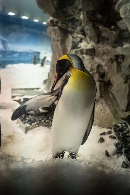 Penguin enclosure at Sea World