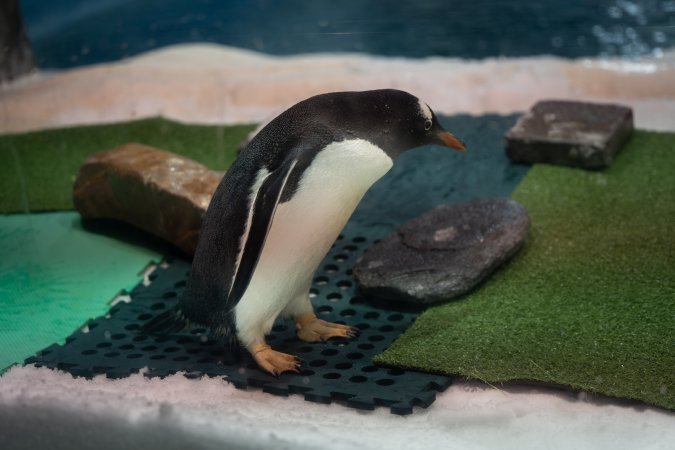 Penguin enclosure at Sea World