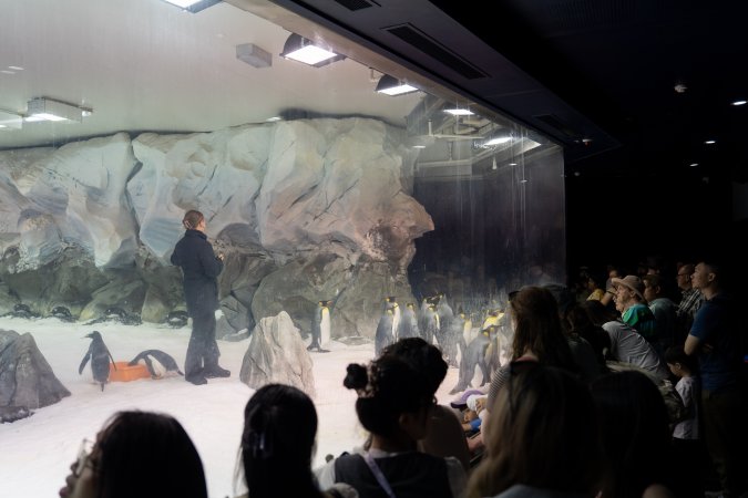 Spectators look on at penguin enclosure at Sea World