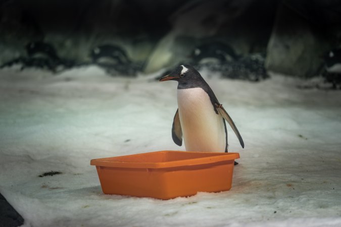 Penguin enclosure at Sea World