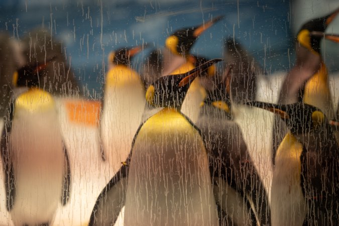 Penguin enclosure at Sea World