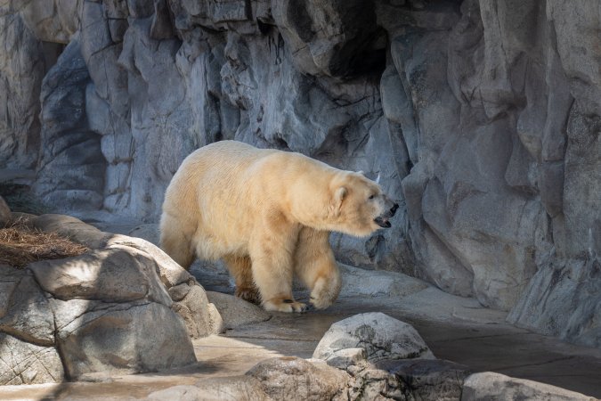 Captive polar bear at Sea World