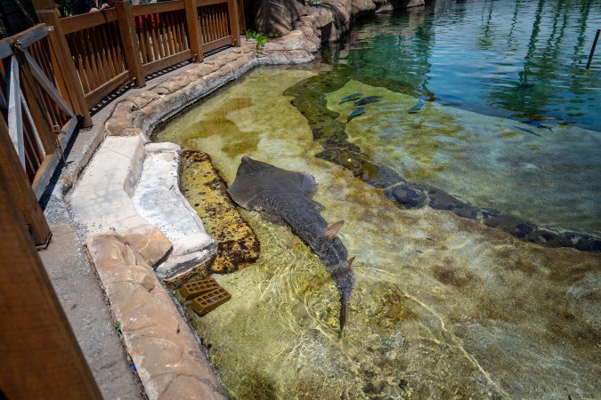 Ray in the shallows of the aquarium at Sea World
