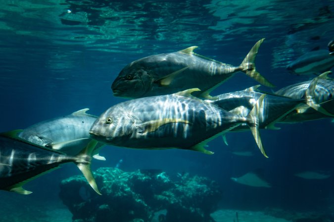 Aquarium at Sea World
