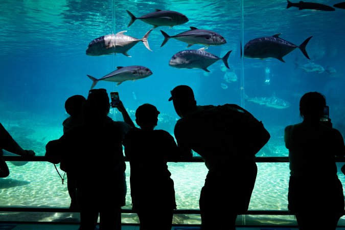 Aquarium at Sea World