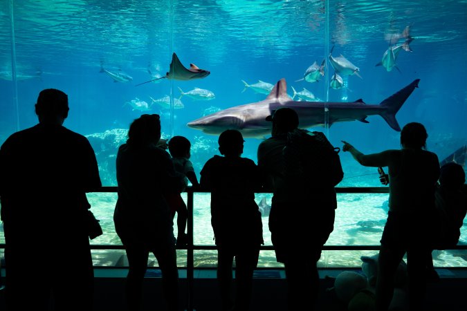 Aquarium at Sea World