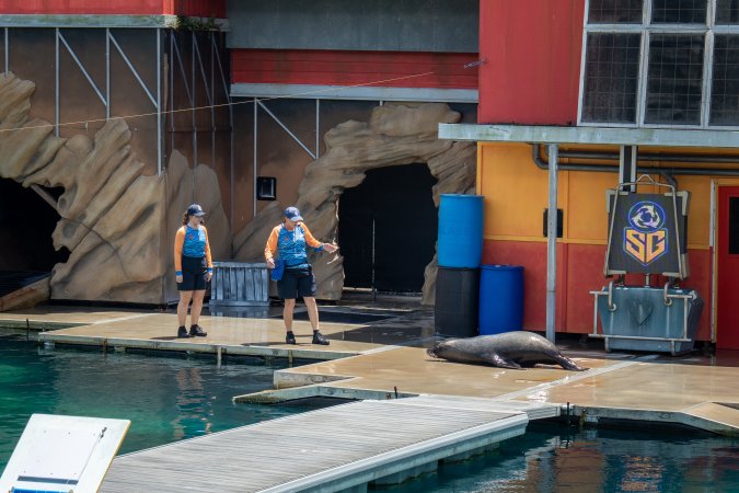 Seal show at Sea World