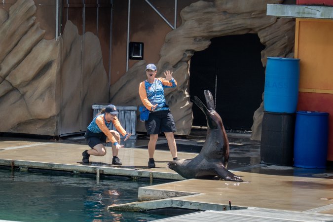 Seal show at Sea World