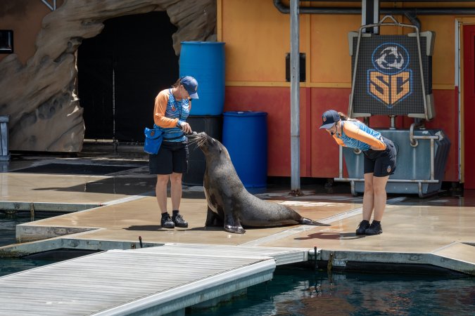 Seal show at Sea World