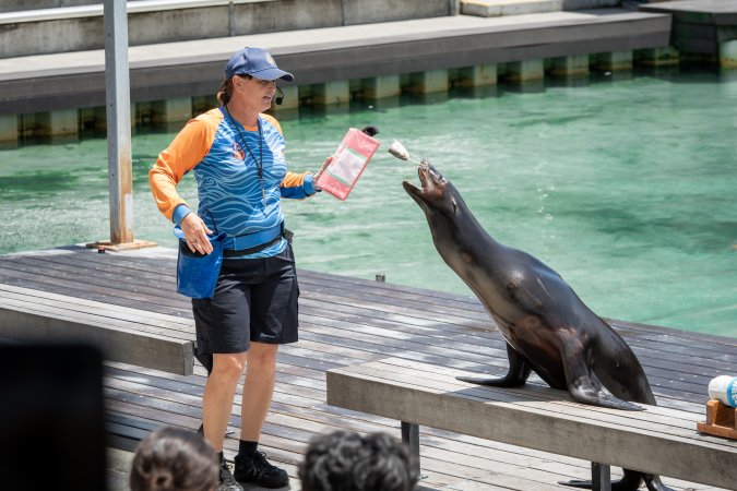 Seal show at Sea World