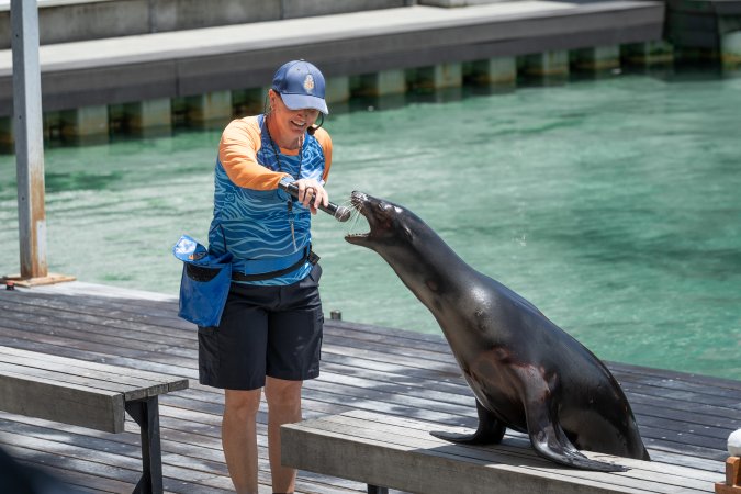 Seal show at Sea World