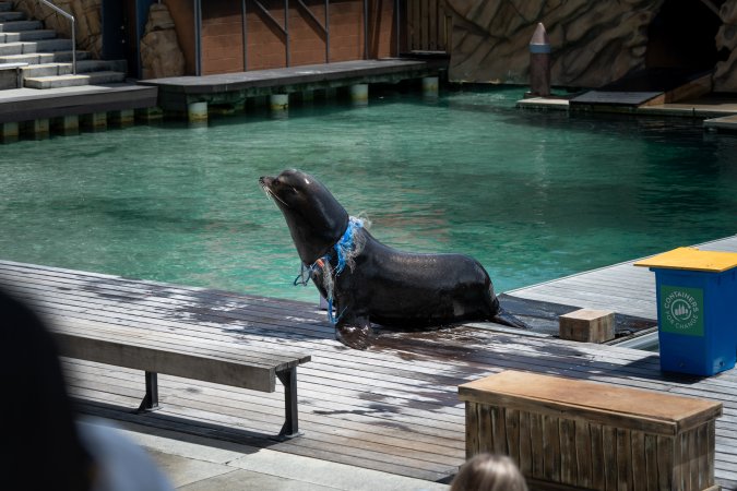 Seal show at Sea World