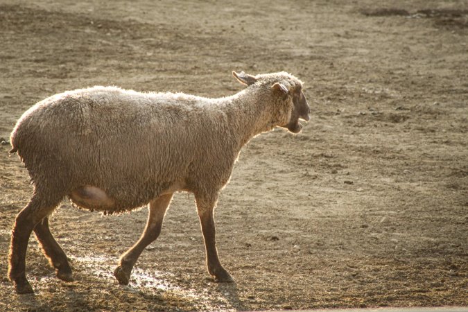Warren County Farmers' Fair & Balloon Festival 2019