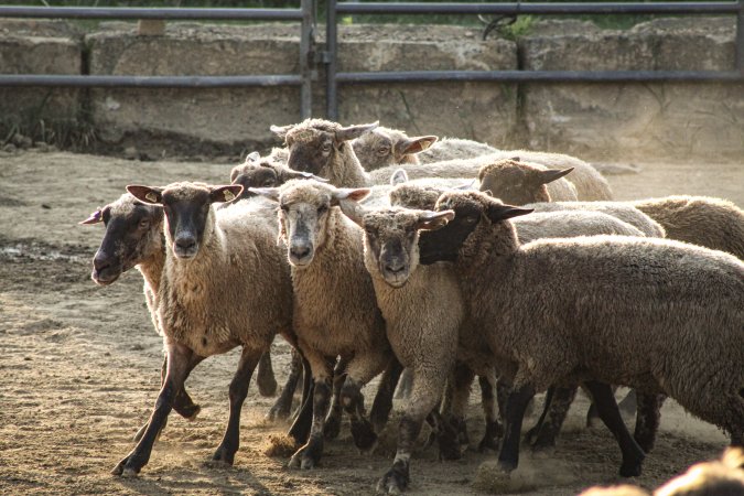 Warren County Farmers' Fair & Balloon Festival 2019