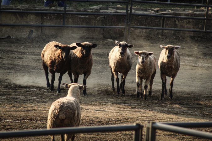 Warren County Farmers' Fair & Balloon Festival 2019
