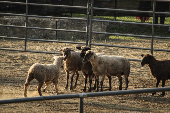 Warren County Farmers' Fair & Balloon Festival 2019