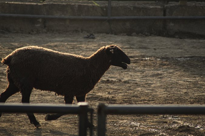 Warren County Farmers' Fair & Balloon Festival 2019