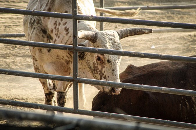 Warren County Farmers' Fair & Balloon Festival 2019