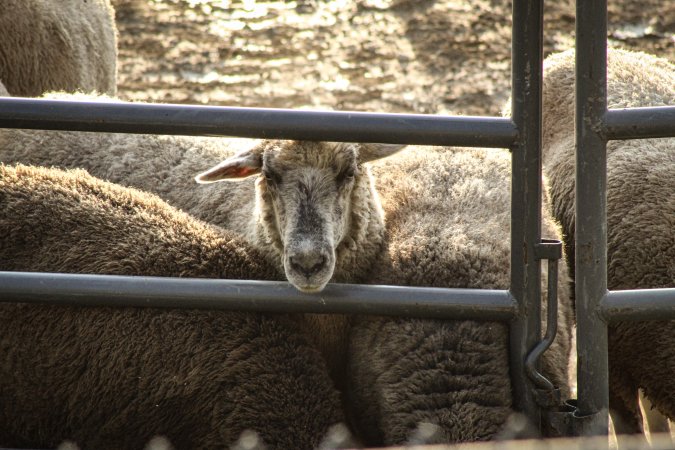 Warren County Farmers' Fair & Balloon Festival 2019