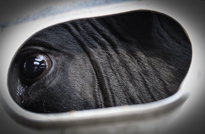 American Halal Meats August 1st 2019