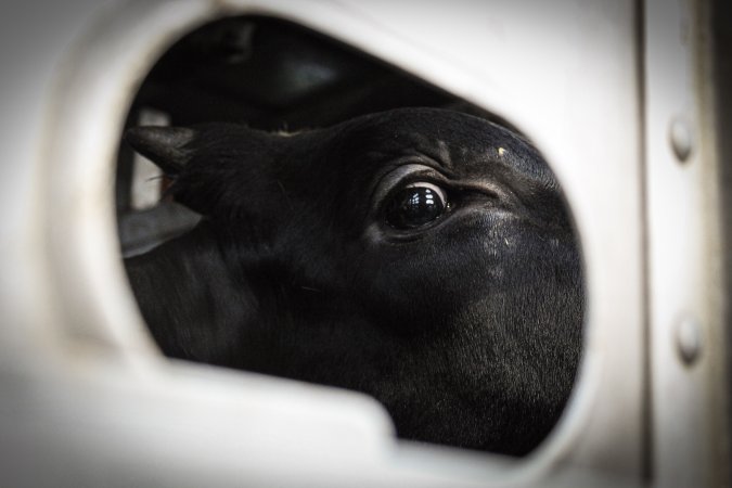 American Halal Meats August 1st 2019