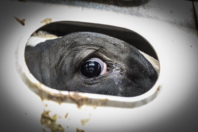 American Halal Meats August 1st 2019