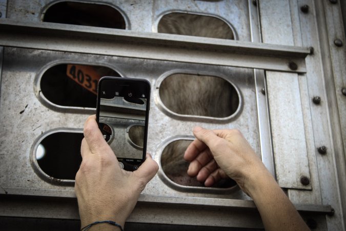 American Halal Meats August 1st 2019