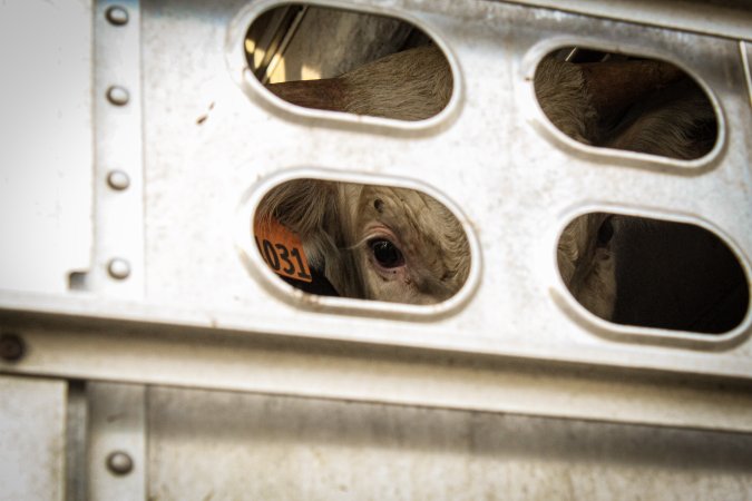 American Halal Meats August 1st 2019