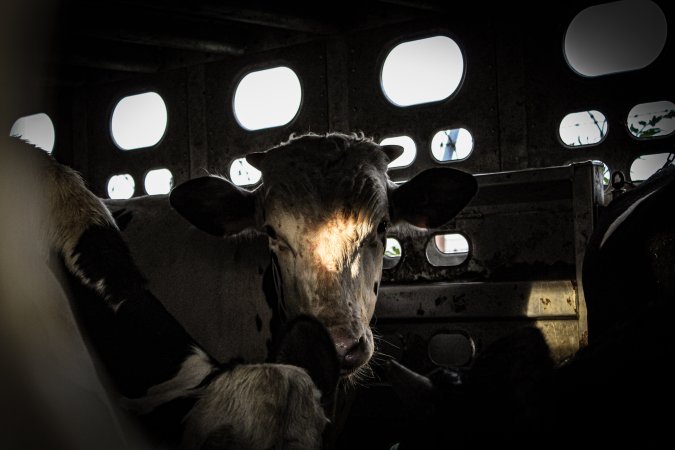 American Halal Meats August 1st 2019