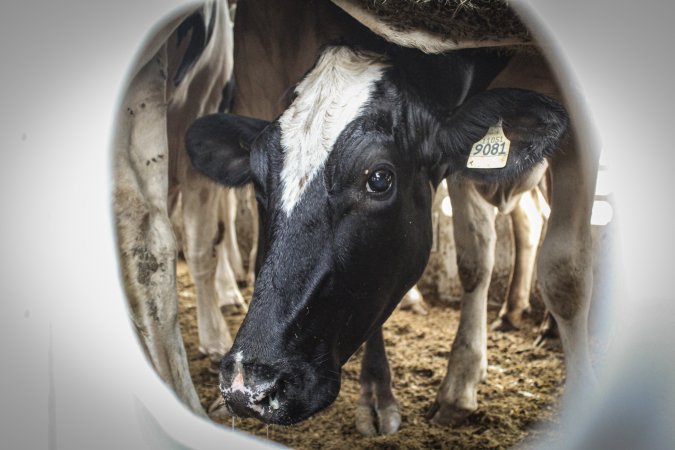 American Halal Meats August 1st 2019