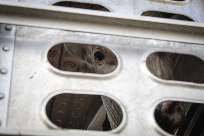 American Halal Meats August 1st 2019