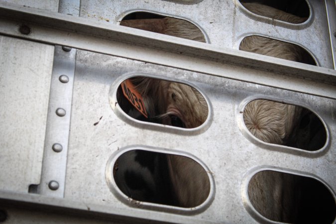 American Halal Meats August 1st 2019