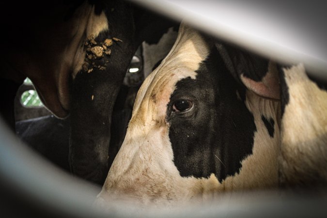 American Halal Meats August 1st 2019