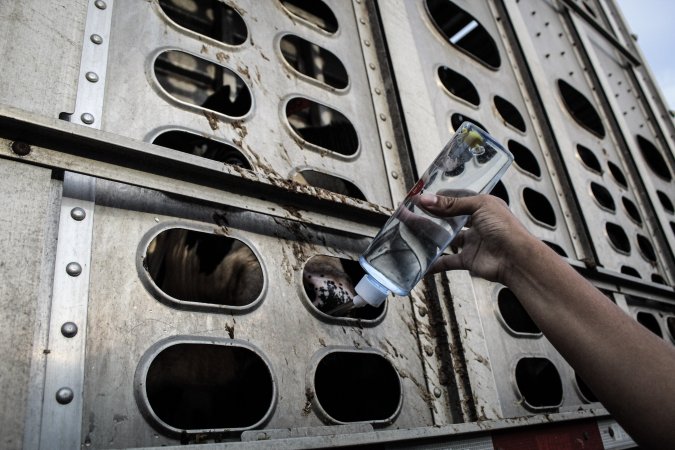 American Halal Meats August 1st 2019