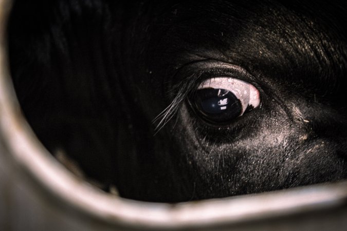 American Halal Meats August 1st 2019