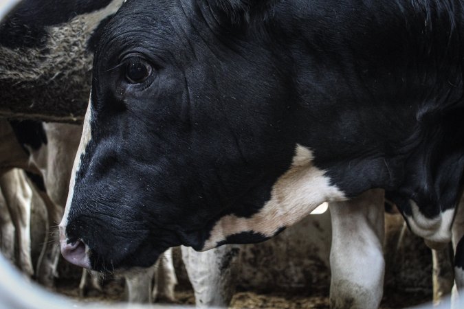 American Halal Meats August 1st 2019