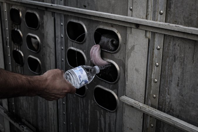 American Halal Meats August 1st 2019