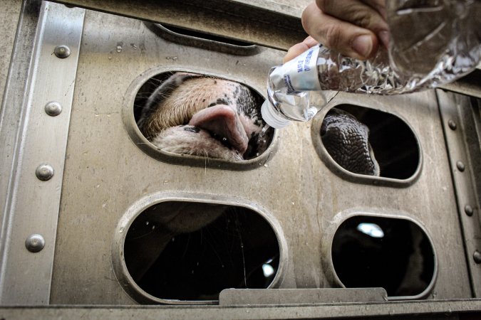 American Halal Meats August 1st 2019