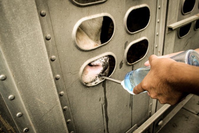 American Halal Meats August 1st 2019