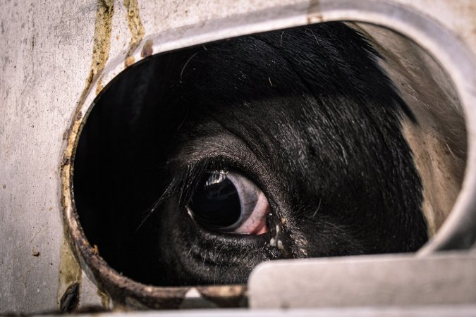 American Halal Meats August 1st 2019