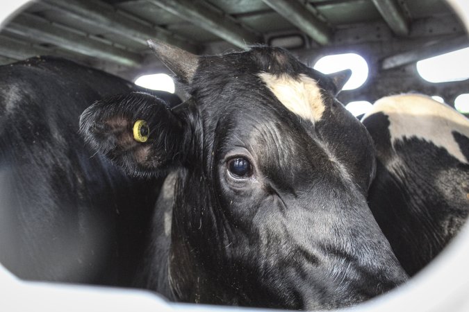 American Halal Meats August 1st 2019