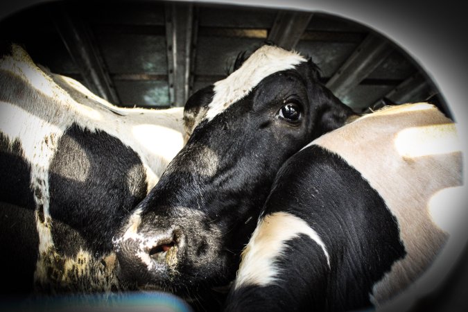 American Halal Meats August 1st 2019