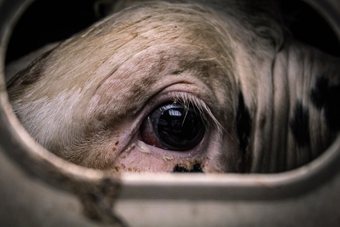 American Halal Meats August 1st 2019